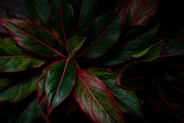 Naklejka na ściany i meble red and green leaves