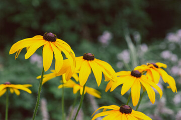Yellow flowers similar to chamomile on a background of green leaves