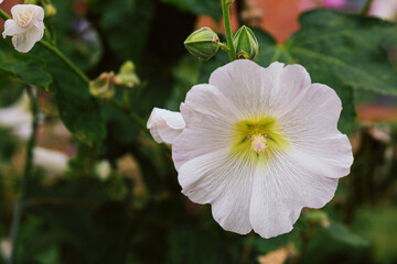 White mallow flower in a flowerbed against a background of green leaves
