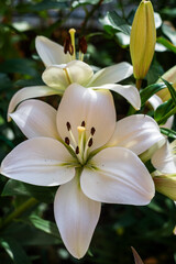 White flower Lily