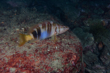 Painted comber (Serranus scriba) in Mediterranean Sea
