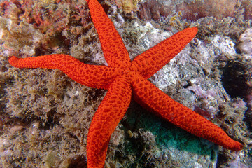 Mediterranean red sea star (Echinaster sepositus)
