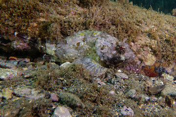 Black Scorpion-fish (Scorpaena porcus) in Mediterranean Sea