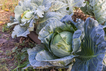 cabbage growing in a garden