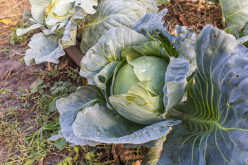 head of cabbage