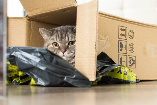 Cat In A Delivery Box. The Concept Of Buying A New Home Or Moving. The Pet Sits In A Cardboard Box.