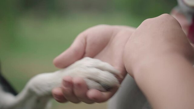 Close-up of dog paw in male Caucasian hand. Unrecognizable pet and owner in park or forest outdoors. Care and unity concept.