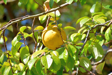 Beautiful garden in autumn.