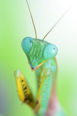 green mantis