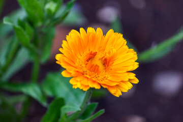 Marigolds (Tagetes erecta, Mexican marigolds, Aztec marigolds, African marigolds) close-up in the garden.