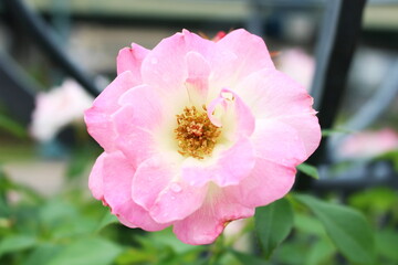 可憐に咲く一輪の薔薇