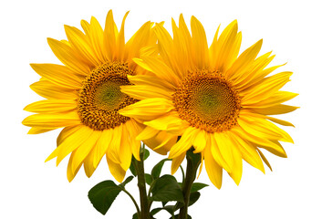 Obraz premium Sunflowers bouquet isolated on white background. Sun symbol. Flowers yellow, agriculture. Seeds and oil. Flat lay, top view. Bio. Eco. Creative