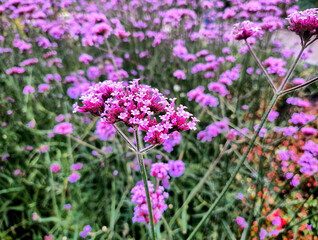 flowers in the garden