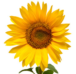 Sunflower head isolated on white background. Sun symbol. Flowers yellow, agriculture. Seeds and oil. Flat lay, top view. Bio. Eco. Creative