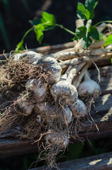 Garlic in a garden