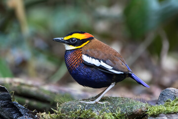 The Malayan banded pitta (Hydrornis irena) is a species of bird in the family Pittidae. It is found in Thailand, the Malay Peninsula and Sumatra. It was formerly considered conspecific with the Bornea