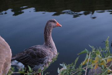 Ducks hunt for fish between lily