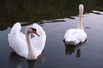 Gorgeous swans in the river