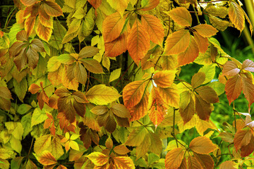 autumn leaves on a tree