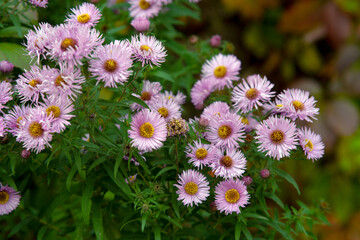 daisies in the garden