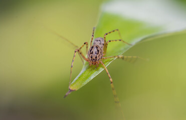 Tiger spider