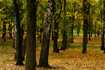 autumn trees in the park