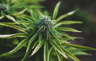 Naklejka na ściany i meble hemp marijuana plant cannabis cultivation grow farm