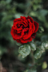 red rose in garden