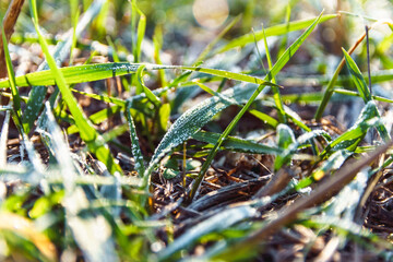 Frozen green grass on autumn time. Early frosts concept.