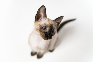 Obraz premium Top view face of purebred Thai Siamese cat with blue eyes sitting on white background. Close up Cute eight weeks young Siamese kitten. Concepts of pets play hiding