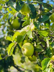 apples on tree