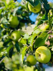 apples on a tree