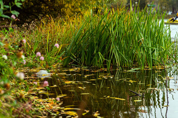 autumn grass and flowers