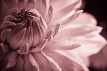 pink dahlia close up