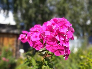 pink flowers in the garden