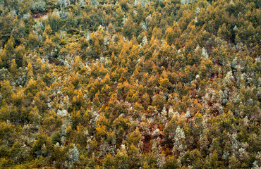 Naklejka na ściany i meble Forest landscape in early autumn on a mountainside in Asturias, Spain.