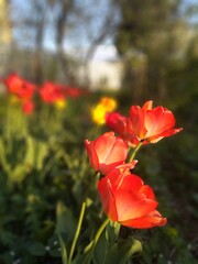 red poppy flowers