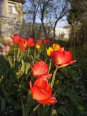 red tulips in the garden