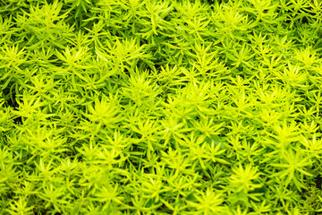 Green background of sedum acre, also known as the goldmoss stonecrop, mossy stonecrop, goldmoss sedum, biting stonecrop and wallpepper. Biting stonecrop is a low-growing plant on thin dry soils.