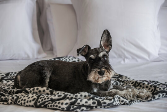 Foto de perrita encima de una cama