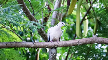 Large, white dominican bird perched on a tree - obrazy, fototapety, plakaty