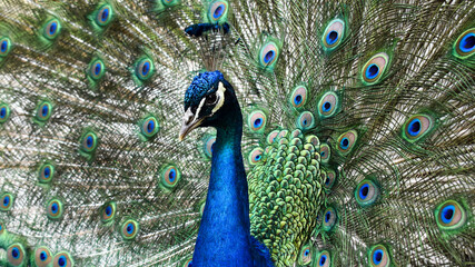 Fototapeta na wymiar close up of peacock head with tail feathers in background