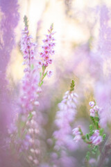 Naklejka premium Common heather, Calluna...the end of summer