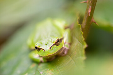 Tree frog, Hyla arborea, hard to find, difficult to spot.