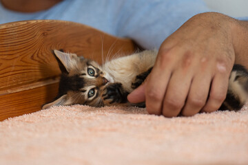 Mann mit Somali Kitten