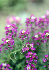 pink flowers in the garden