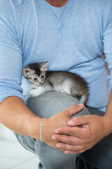 Mann mit silbernem Somali Kitten