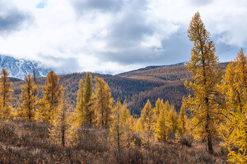 panoramic view of picturesque huge mountains with autumn forest