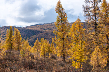 panoramic view of picturesque snowy mountains tops