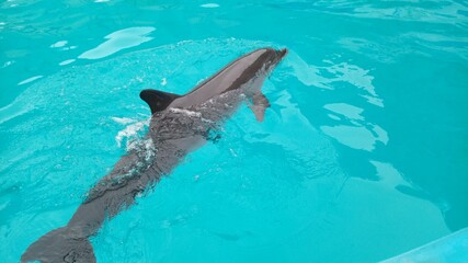 dolphin swimming in the pool